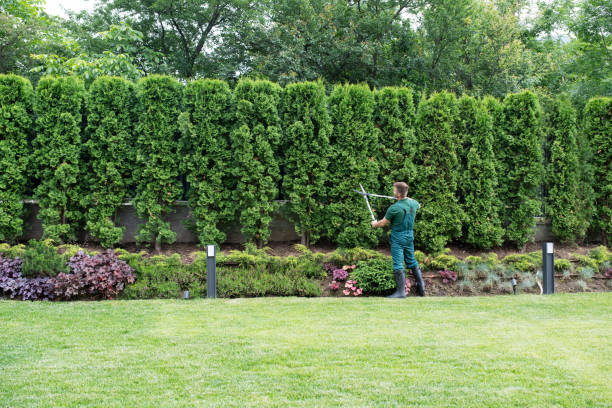 Trusted Muskego, WI Tree Services Experts