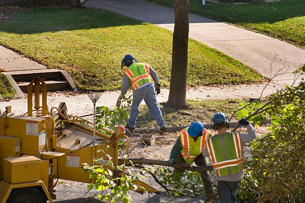 Best Root Management and Removal  in Muskego, WI