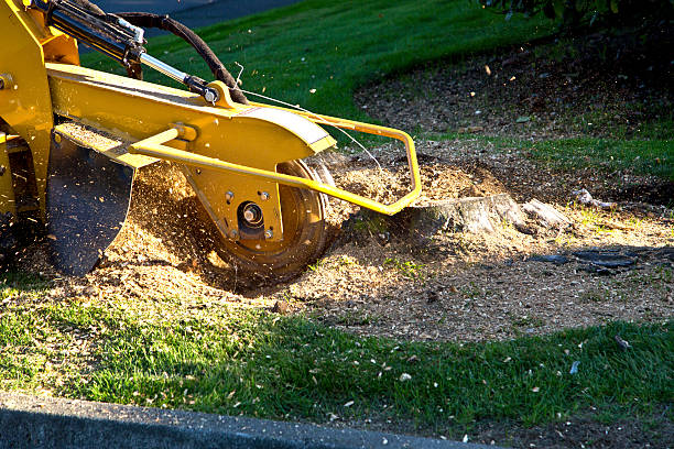 Best Emergency Tree Removal  in Muskego, WI