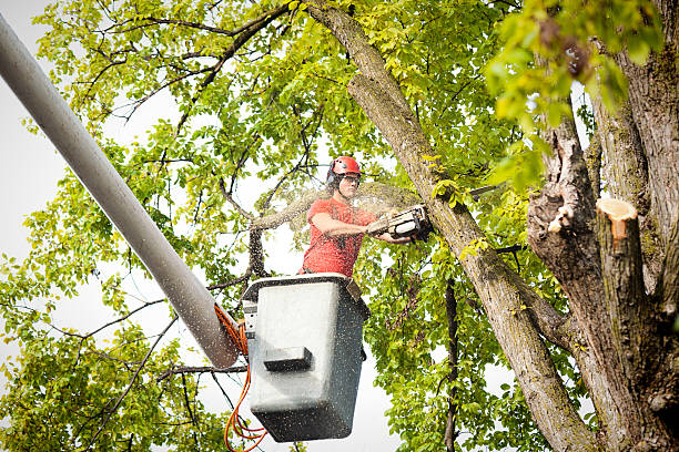 Best Tree Removal  in Muskego, WI