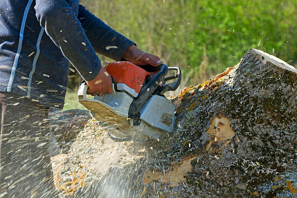 Best Tree Fertilization  in Muskego, WI